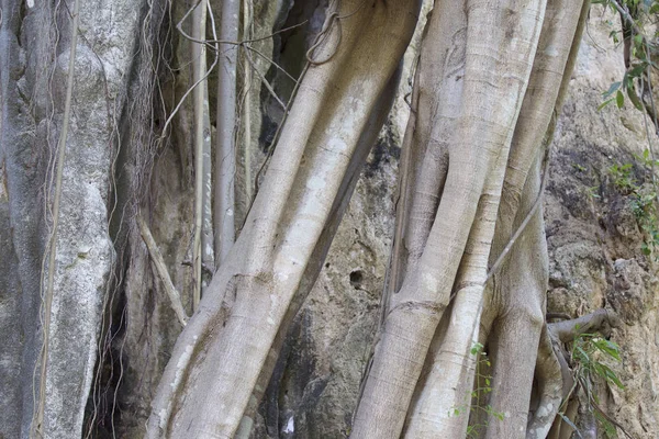 Дерев Ростуть Скелях Півострова Рейлей Krabi Таїланд — стокове фото