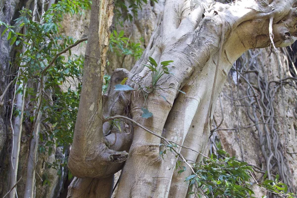 Bäume Die Auf Den Felsen Der Eisenbahnhalbinsel Krabi Thailand Wachsen — Stockfoto