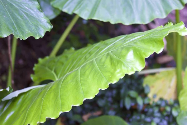 Величезне зелене листя різних тропічних рослин — стокове фото