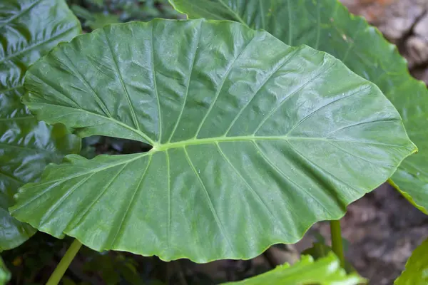 Enormes hojas verdes de varias plantas tropicales —  Fotos de Stock