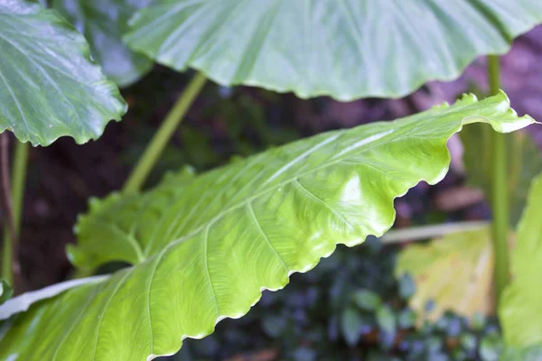 Enormes hojas verdes de varias plantas tropicales —  Fotos de Stock