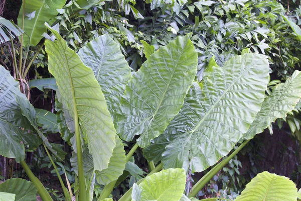 Enormi foglie verdi di varie piante tropicali — Foto Stock