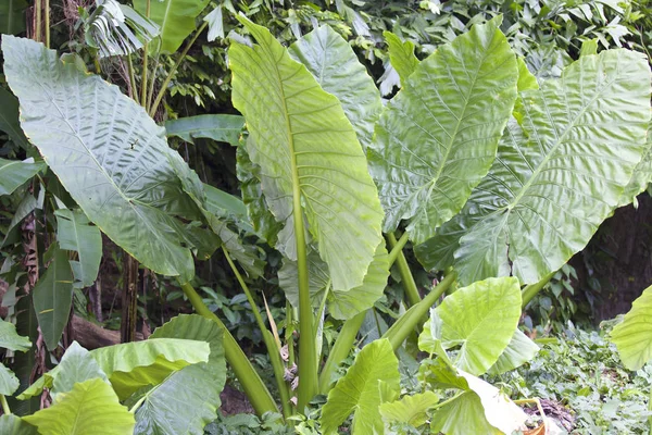 Enormes hojas verdes de varias plantas tropicales —  Fotos de Stock