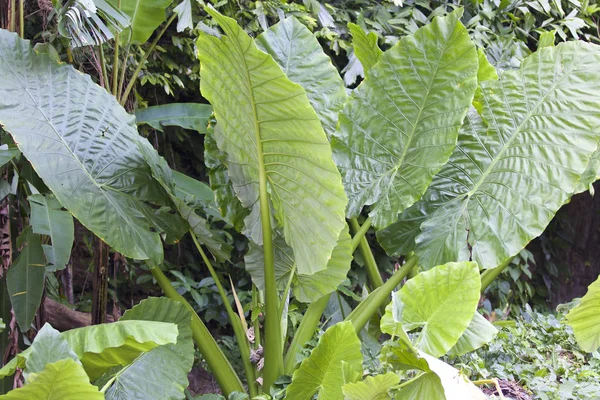 Hatalmas zöld levelek, a különféle trópusi növények — Stock Fotó