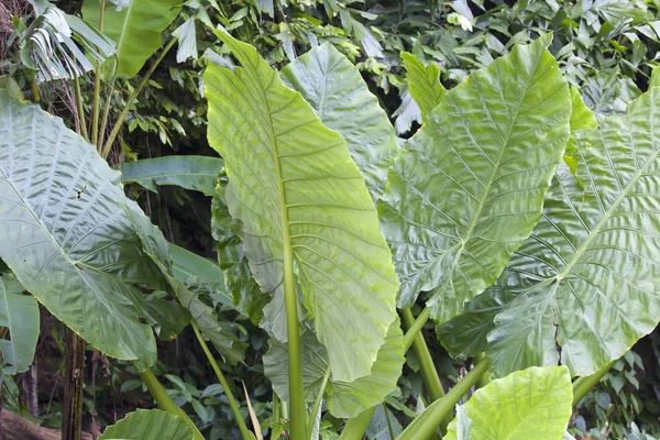 Grote groene bladeren van verschillende tropische planten — Stockfoto