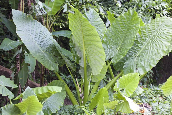 Enormi foglie verdi di varie piante tropicali — Foto Stock