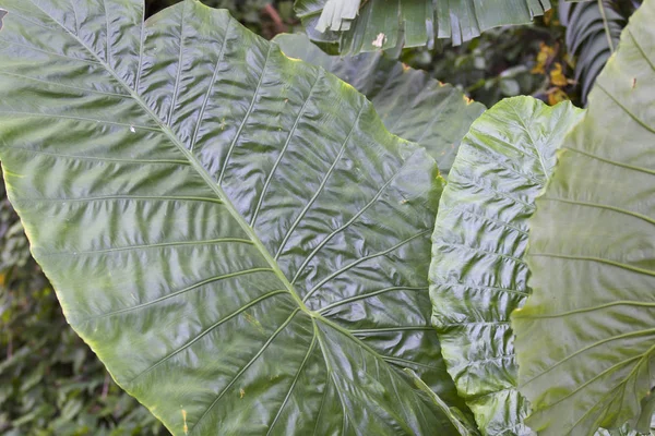 Enormes hojas verdes de varias plantas tropicales —  Fotos de Stock