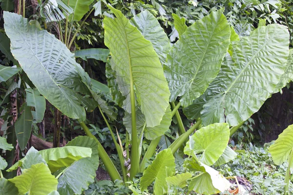 Grote groene bladeren van verschillende tropische planten — Stockfoto