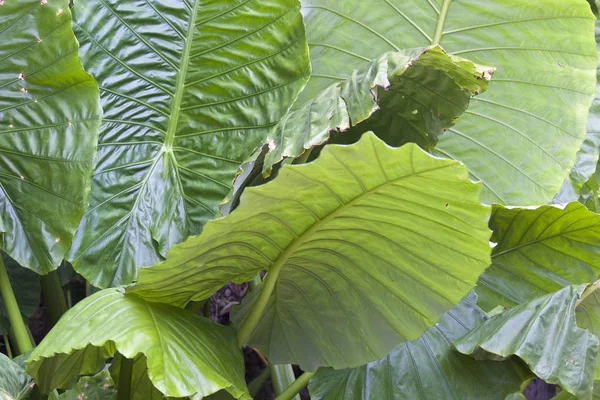 Τεράστια πράσινα φύλλα διάφορων τροπικών φυτών — Φωτογραφία Αρχείου