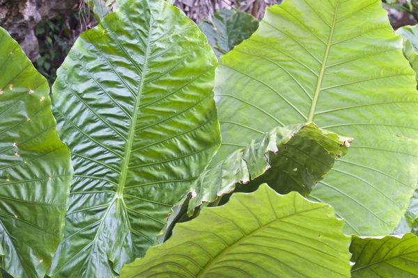 Огромные зеленые листья различных тропических растений — стоковое фото