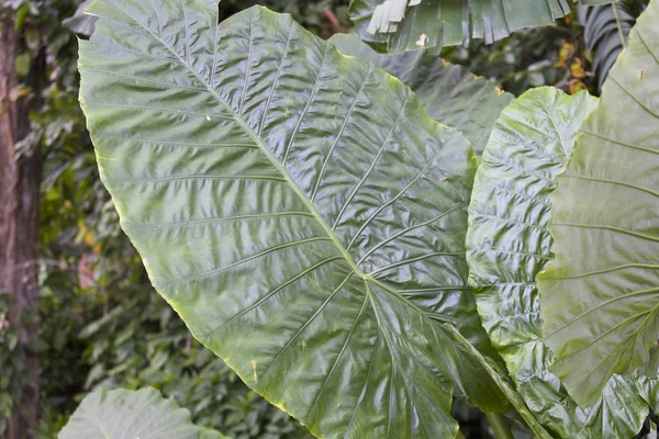 Огромные зеленые листья различных тропических растений — стоковое фото
