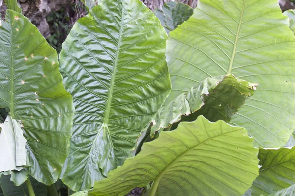 Grote groene bladeren van verschillende tropische planten — Stockfoto