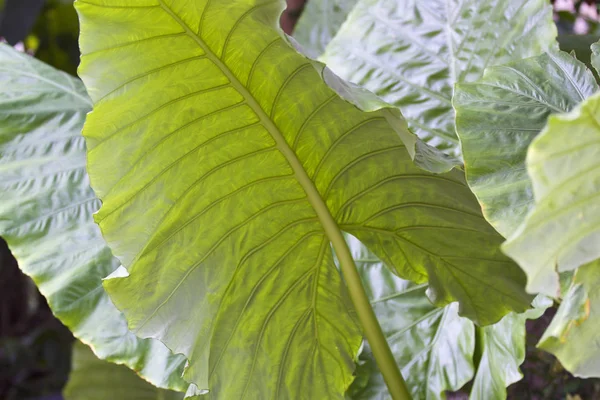 Büyük yeşil yaprakları çeşitli tropikal bitki