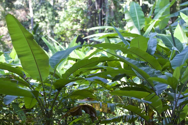 Grandes feuilles vertes de diverses plantes tropicales — Photo