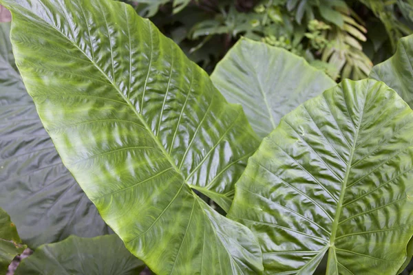 Enormes Hojas Verdes Plantas Tropicales Tailandia —  Fotos de Stock