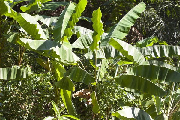 Grote Groene Bladeren Van Tropische Planten Thailand — Stockfoto