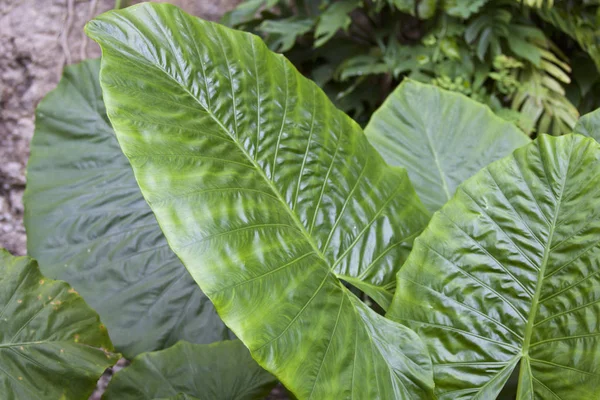Величезне зелене листя різних тропічних рослин — стокове фото