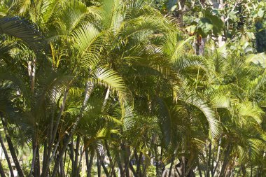Tropikal ağaçlar Railay Yarımadası, Krabi, Tayland