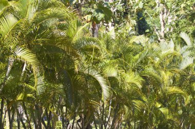 Tropikal ağaçlar Railay Yarımadası, Krabi, Tayland