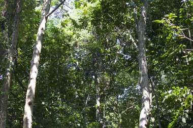 Tropikal ağaçlar Railay Yarımadası, Krabi, Tayland