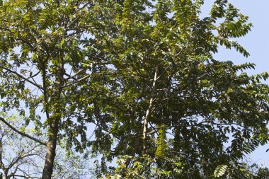 Tropikal ağaçlar Railay Yarımadası, Krabi, Tayland