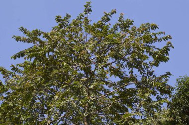 Tropikal ağaçlar Railay Yarımadası, Krabi, Tayland