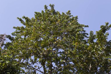 Tropikal ağaçlar Railay Yarımadası, Krabi, Tayland