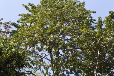 Tropikal ağaçlar Railay Yarımadası, Krabi, Tayland