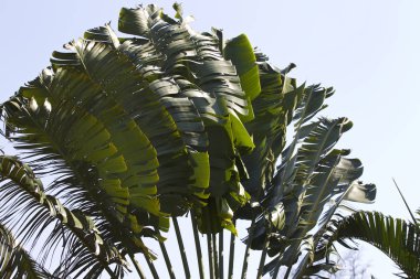Tropikal ağaçlar Railay Yarımadası, Krabi, Tayland