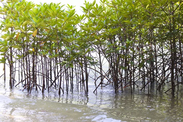 Tropische Bomen Van Het Schiereiland Van Railay Krabi Thailand — Stockfoto