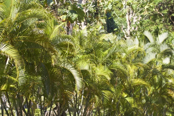 Tropikal ağaçlar Railay Yarımadası, Krabi, Tayland