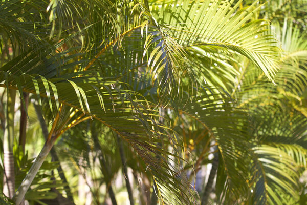 Тропические деревья полуострова Рэйлай, Краби, Таиланд
