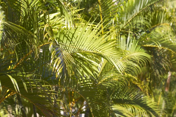 Tropische Bomen Van Het Schiereiland Van Railay Krabi Thailand — Stockfoto
