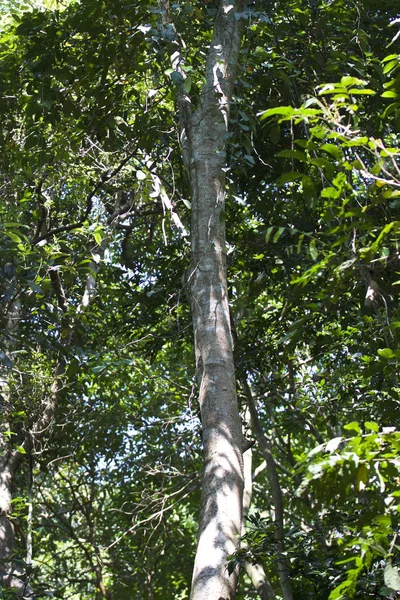 Tropikalnymi Drzewami Półwyspie Railay Krabi Tajlandia — Zdjęcie stockowe