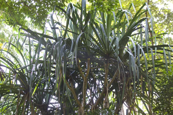 Alberi Tropicali Della Penisola Ferroviaria Krabi Thailandia — Foto Stock