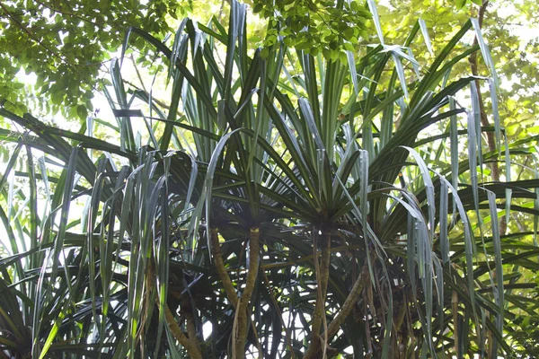 Tropikalnymi Drzewami Półwyspie Railay Krabi Tajlandia — Zdjęcie stockowe