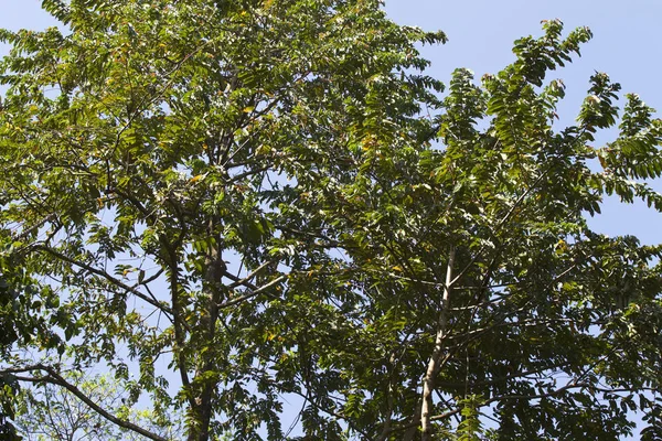 Тропические Деревья Полуострова Рэйлай Краби Таиланд — стоковое фото