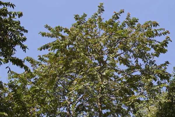 Tropikal ağaçlar Railay Yarımadası, Krabi, Tayland