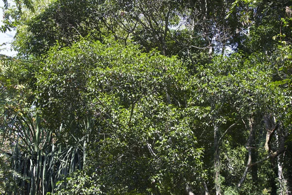 Tropical Trees Railay Peninsula Krabi Thailand — Stock Photo, Image