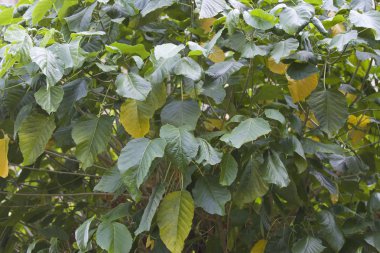 Tropikal ağaçlar Railay Yarımadası, Krabi, Tayland