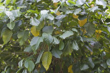 Tropikal ağaçlar Railay Yarımadası, Krabi, Tayland