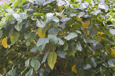 Tropikal ağaçlar Railay Yarımadası, Krabi, Tayland