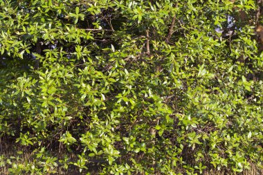 Tropikal ağaçlar Railay Yarımadası, Krabi, Tayland