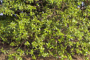 Tropikal ağaçlar Railay Yarımadası, Krabi, Tayland