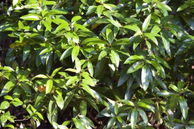Tropikal ağaçlar Railay Yarımadası, Krabi, Tayland