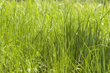 Tropikal çimen Railay Yarımadası, Krabi, Tayland