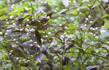 Tropikal çimen Railay Yarımadası, Krabi, Tayland