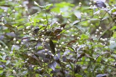 Tropikal çimen Railay Yarımadası, Krabi, Tayland