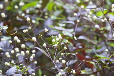 Tropikal çimen Railay Yarımadası, Krabi, Tayland
