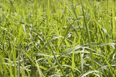 Tropikal çimen Railay Yarımadası, Krabi, Tayland